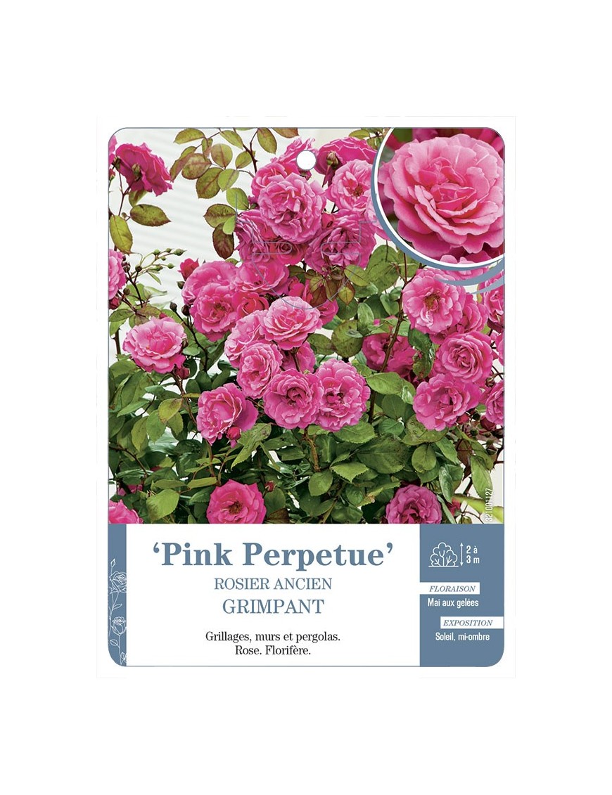 Rosier grimpant Pink Perpetue