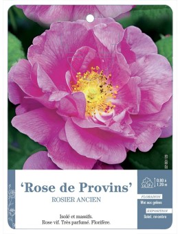 Rosier ancien Rose de Provins