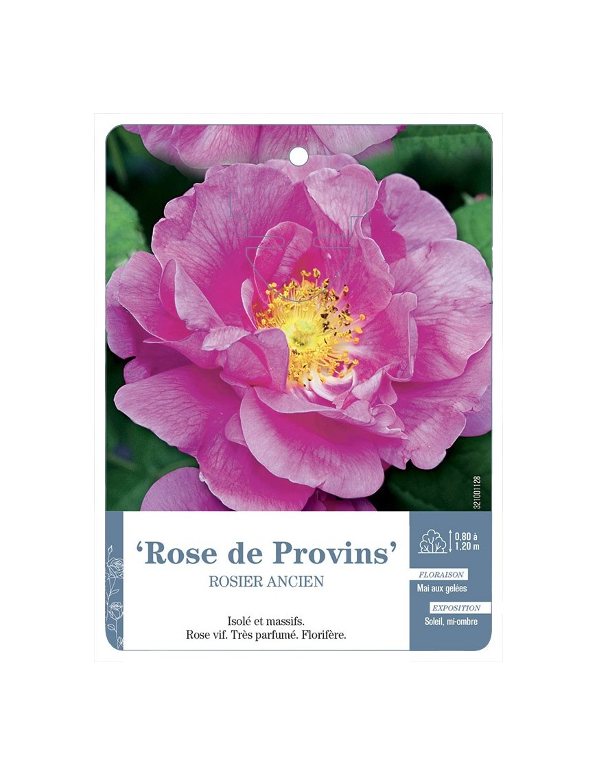Rosier ancien Rose de Provins