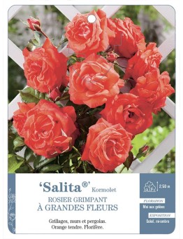 Rosier grimpant Salita® Kormolet