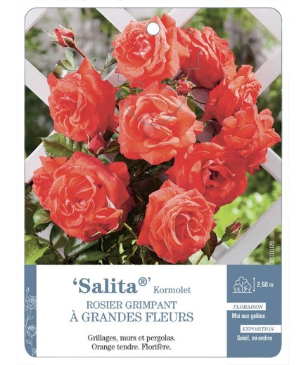 Rosier grimpant Salita® Kormolet