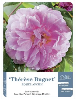 Rosier ancien Thérèse Bugnet