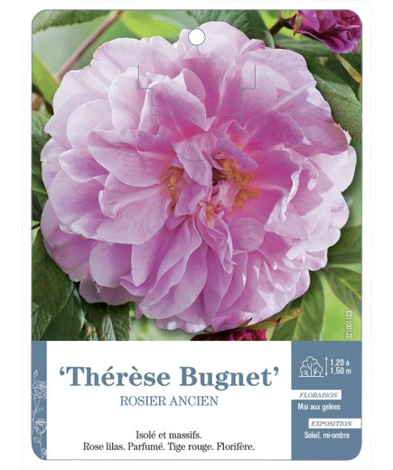 Rosier ancien Thérèse Bugnet
