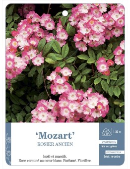 Rosier ancien Mozart