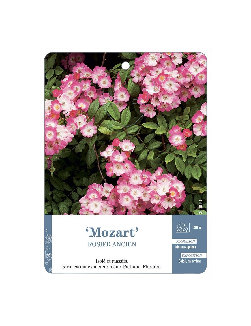 Rosier ancien Mozart