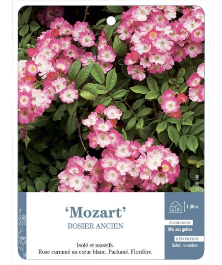 Rosier ancien Mozart