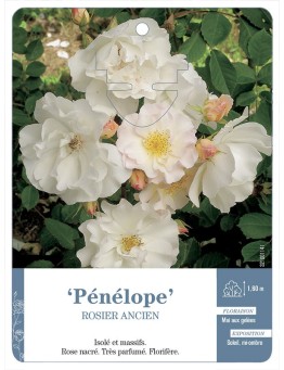 Rosier ancien Pénélope