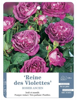 Rosier ancien Reine des Violettes