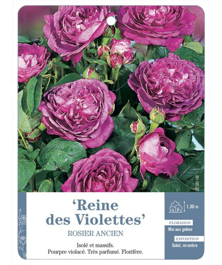 Rosier ancien Reine des Violettes