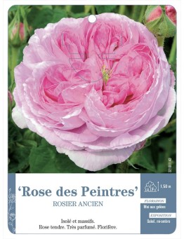 Rosier ancien Rose des Peintres
