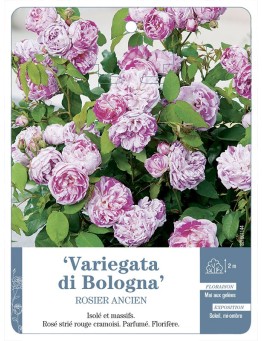 Rosier ancien Variegata di Bologna
