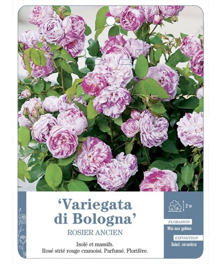 Rosier ancien Variegata di Bologna