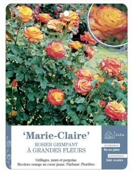Rosier grimpant Marie-Claire