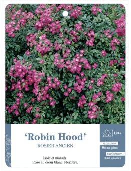 Rosier ancien Robin Hood