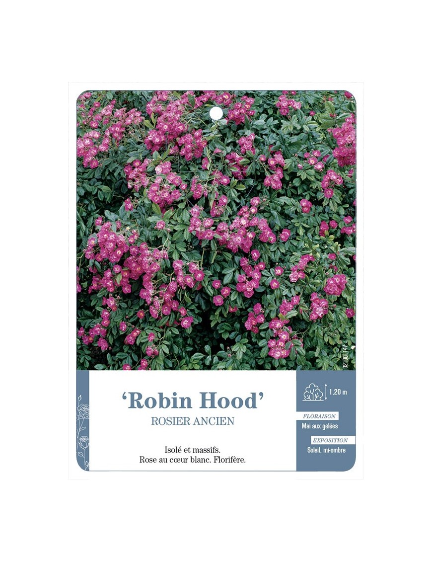Rosier ancien Robin Hood