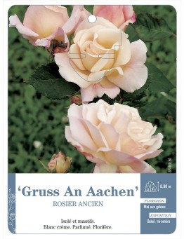 Rosier ancien Gruss An Aachen