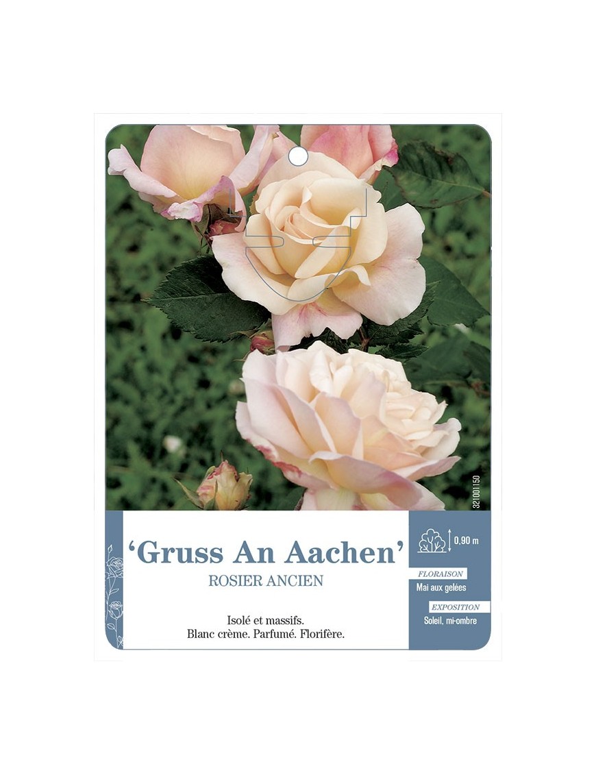 Rosier ancien Gruss An Aachen