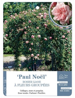 Rosier liane Paul Noël