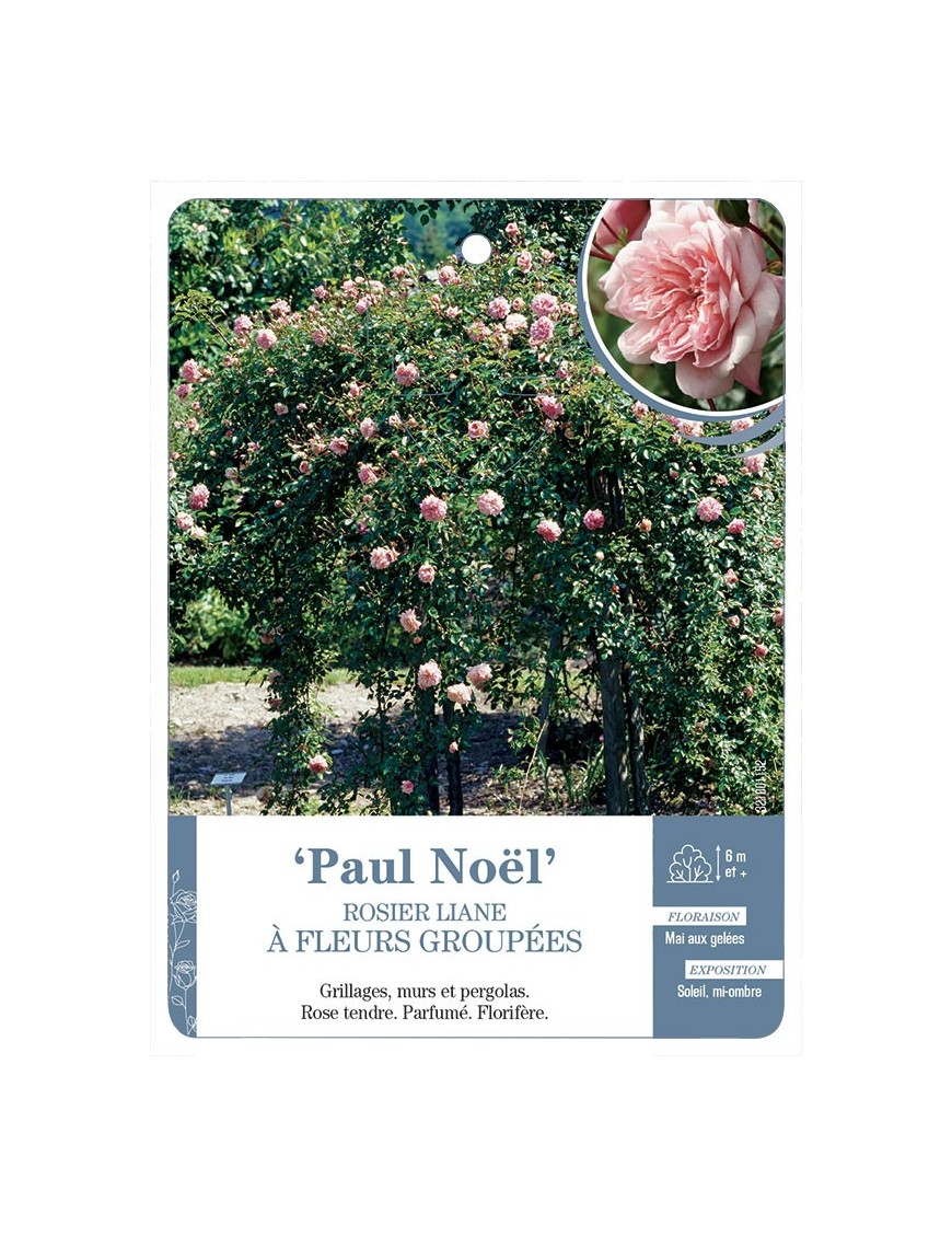 Rosier liane Paul Noël