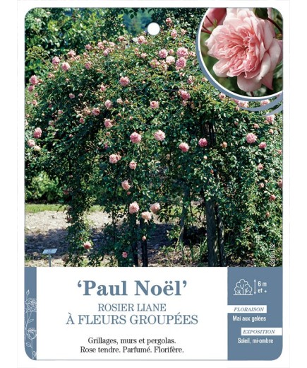 Rosier liane Paul Noël
