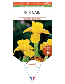 IRIS PUMILA NAIN (jaune)