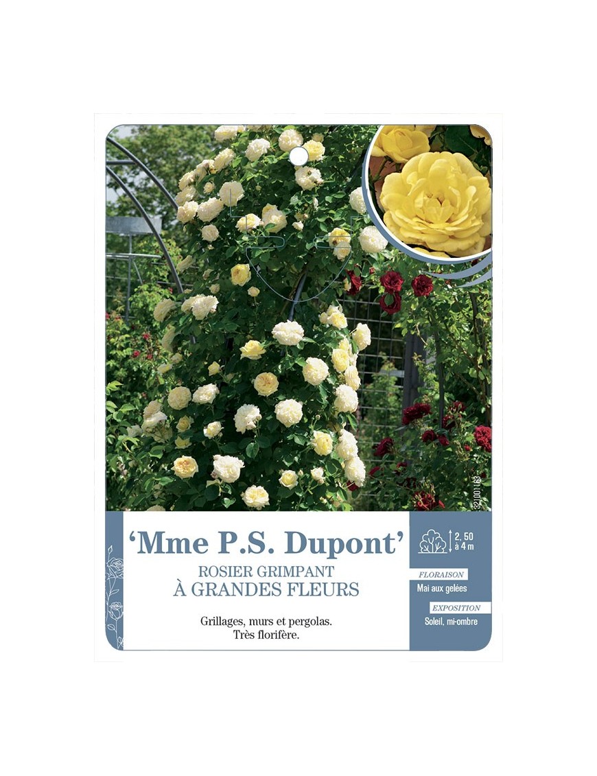 Rosier grimpant Mme PS Dupont