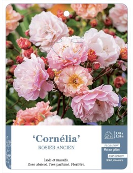 Rosier ancien Cornelia