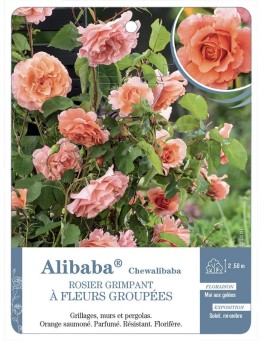 Rosier grimpant Alibaba® Chewalibaba