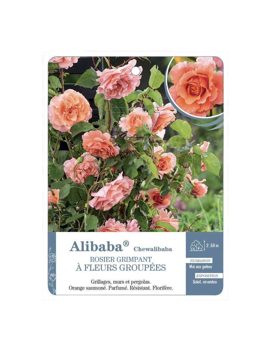 Rosier grimpant Alibaba® Chewalibaba