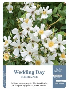 Rosier liane Wedding Day