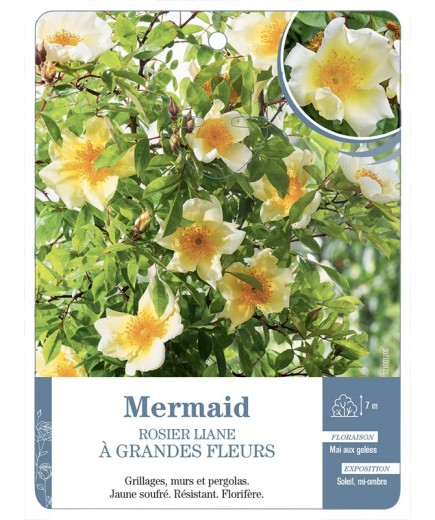 Rosier liane Mermaid