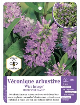 HEBE WIRI IMAGE voir Véronique arbustive