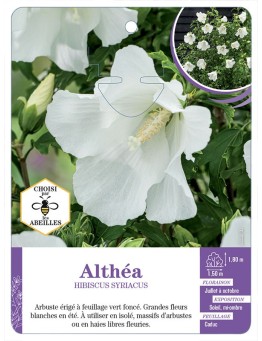 HIBISCUS SYRIACUS voir Althéa (blanc pur)