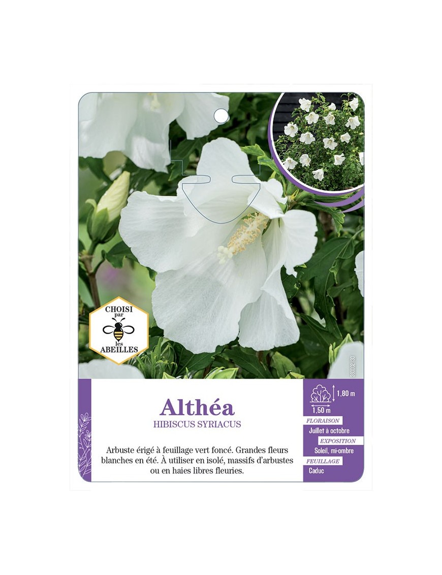 HIBISCUS SYRIACUS voir Althéa (blanc pur)