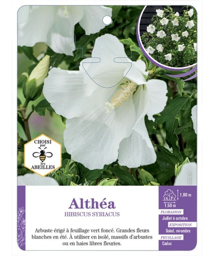 HIBISCUS SYRIACUS voir Althéa (blanc pur)