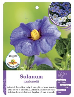 LYCIANTHES RANTONETII voir Solanum