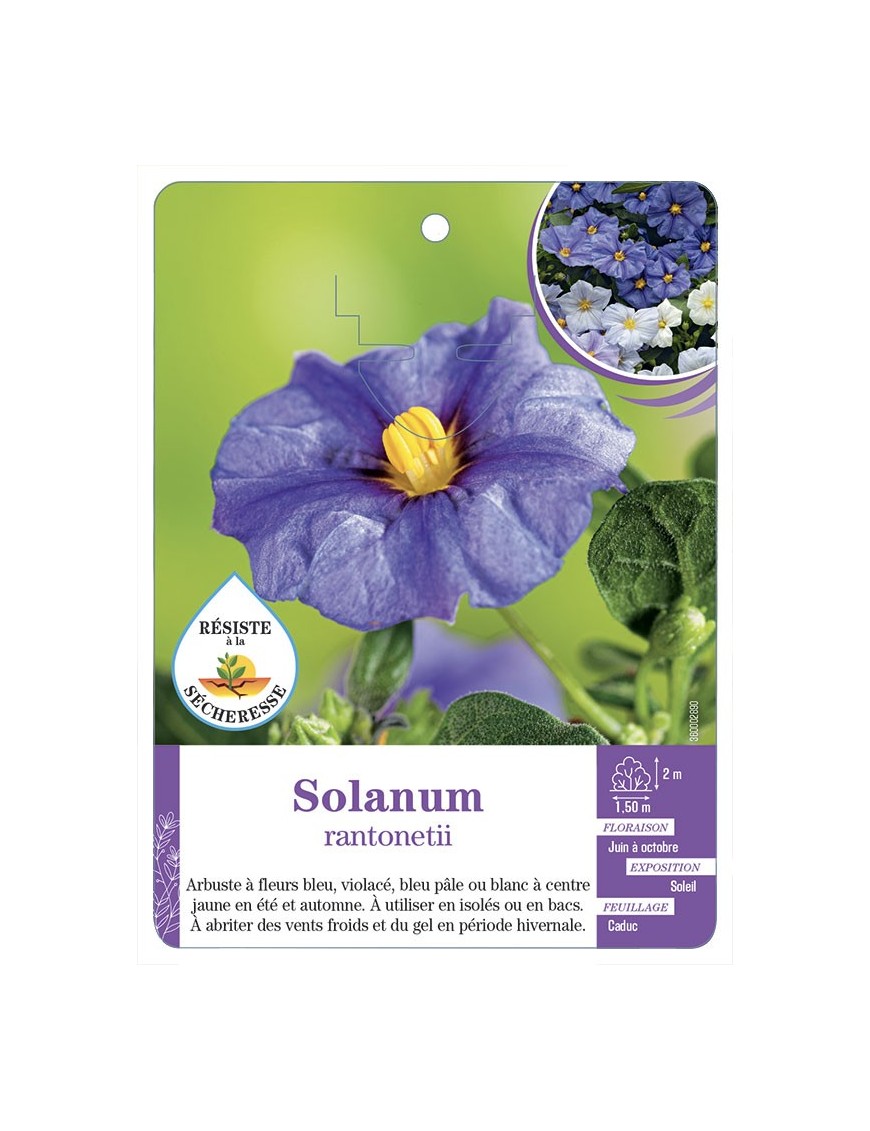 LYCIANTHES RANTONETII voir Solanum