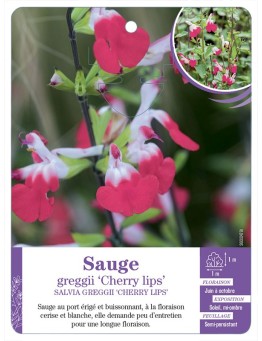 SALVIA MICROPHYLLA CHERRY LIPS - Sauge