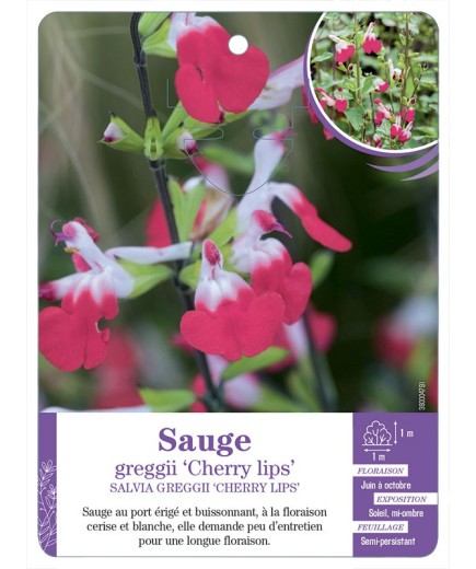 SALVIA MICROPHYLLA CHERRY LIPS - Sauge