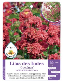 LAGERSTROEMIA COCCINEA voir Lilas des Indes