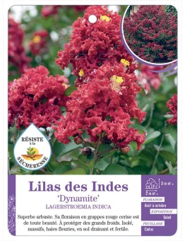 LAGERSTROEMIA DYNAMITE voir Lilas des Indes