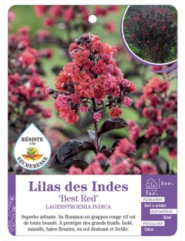LAGERSTROEMIA BEST RED voir Lilas des Indes