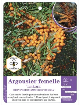 HIPPOPHAE FEMELLE LEIKORA voir Argousier