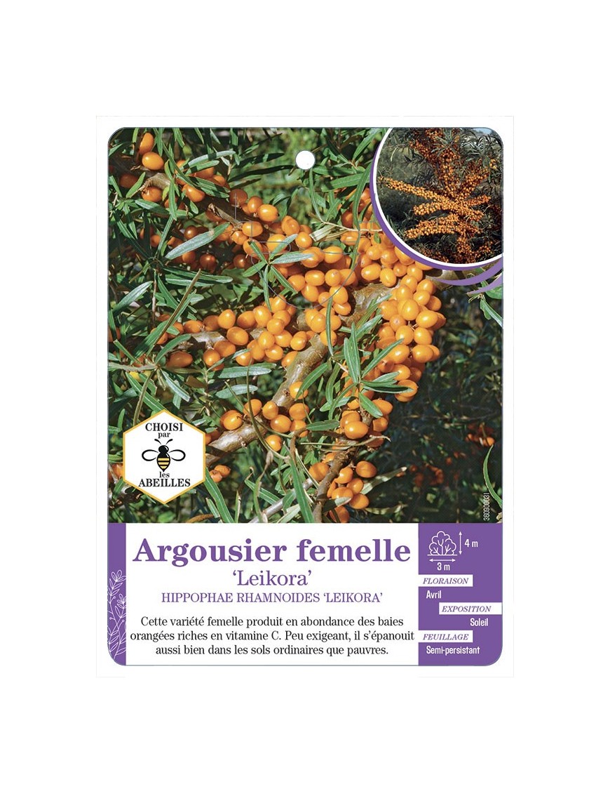 HIPPOPHAE FEMELLE LEIKORA voir Argousier