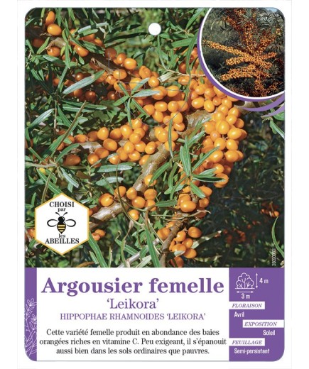 HIPPOPHAE FEMELLE LEIKORA voir Argousier