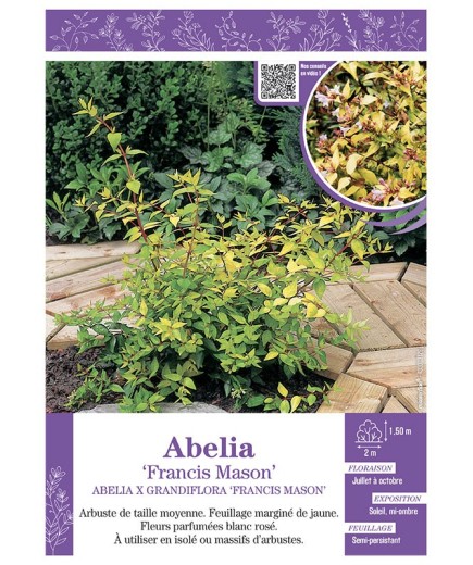 ABELIA X GRANDIFLORA FRANCIS MASON