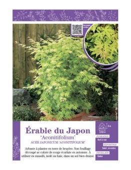 ACER JAPONICUM ACONOTIFOLIUM voir ÉRABLE DU JAPON