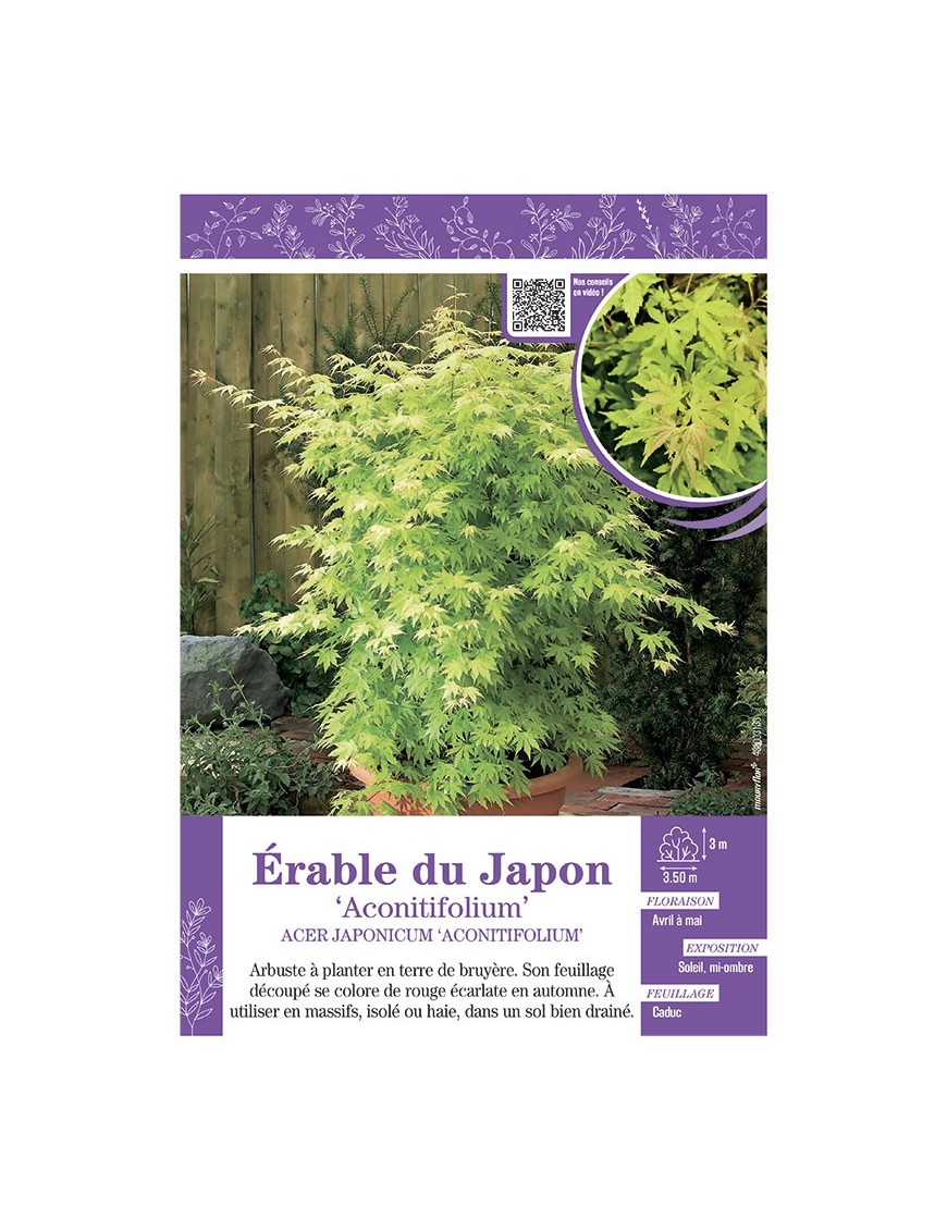 ACER JAPONICUM ACONOTIFOLIUM voir ÉRABLE DU JAPON