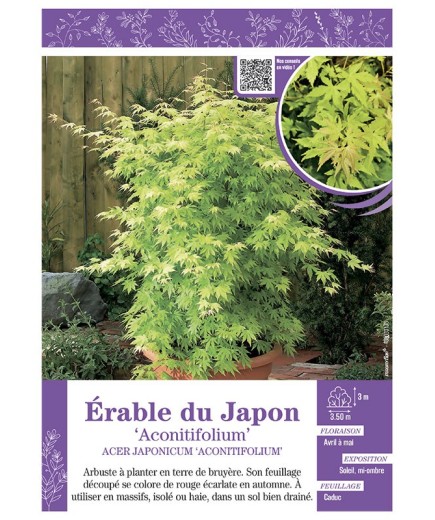 ACER JAPONICUM ACONOTIFOLIUM voir ÉRABLE DU JAPON