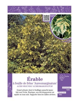 ACER NEGUNDO AUREOMARGINATUM voir ÉRABLE À FEUILLE DE FRÊNE